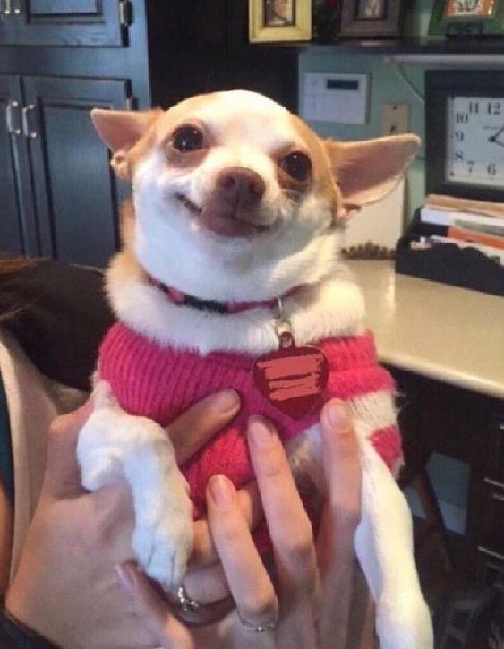 Perrita